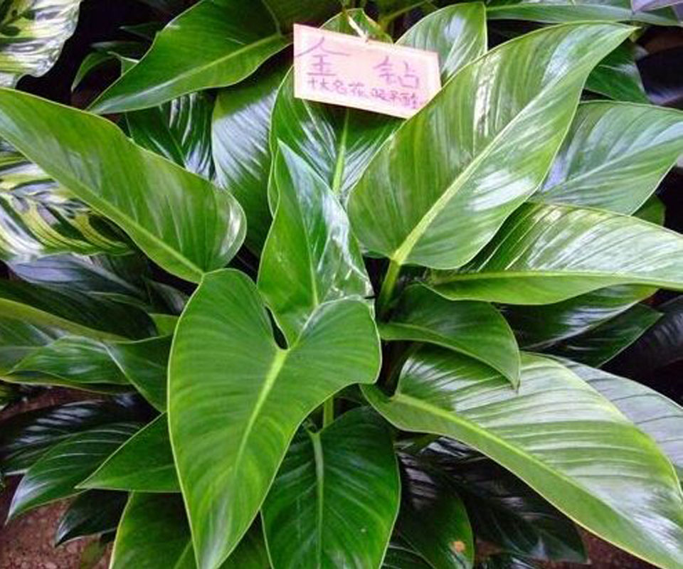 虎尾兰植物效果图