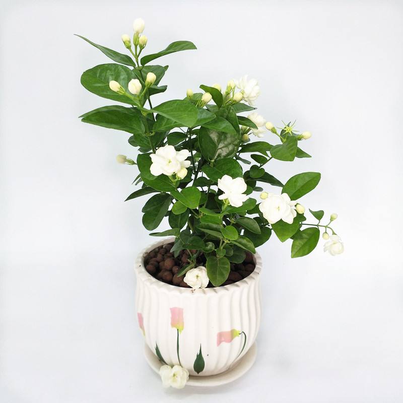 小小绿植 小小绿植