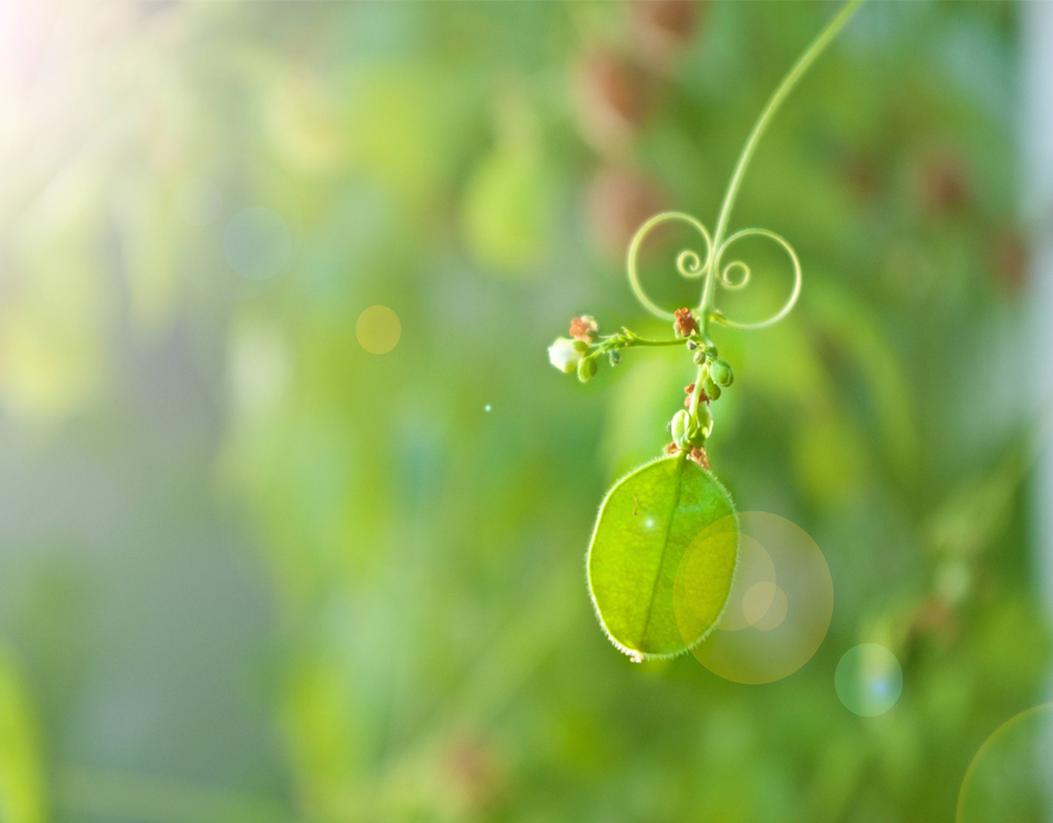 小小绿植 小小绿植